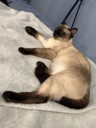 Lost Male Cat last seen Jurupa snd Grand, Riverside, CA 92504