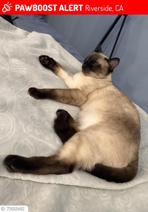 Lost Male Cat last seen Jurupa snd Grand, Riverside, CA 92504