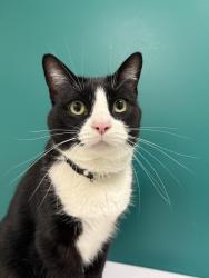 Lost Male Cat last seen John St, Oakland , Oakland, CA 94611
