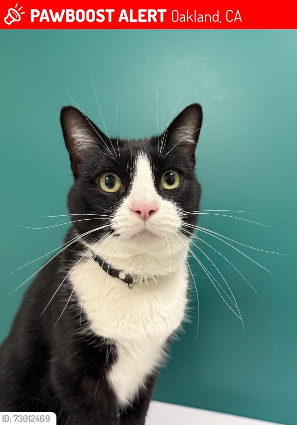 Lost Male Cat last seen John St, Oakland , Oakland, CA 94611