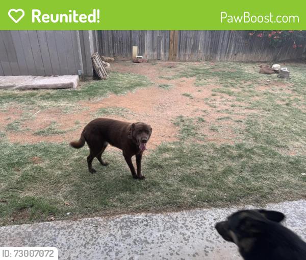 Reunited Male Dog last seen Cambridge and Pagewood , Odessa, TX 79761