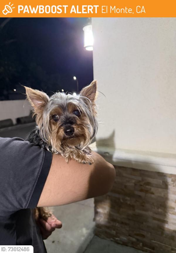 Found/Stray Female Dog last seen Lower Azusa Rd & La Madera Ave, El Monte, CA 91732