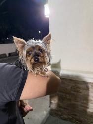 Found/Stray Female Dog last seen Lower Azusa Rd & La Madera Ave, El Monte, CA 91732