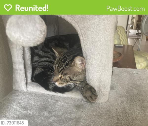 Reunited Male Cat last seen Country Manor Park, Antioch, CA 94531