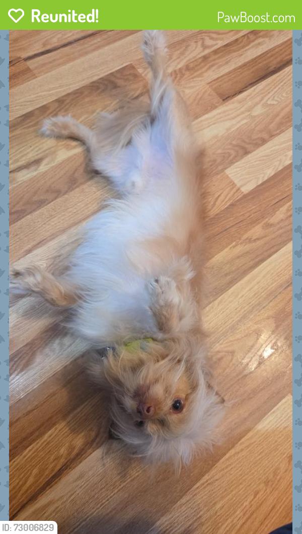 Reunited Male Dog last seen obrien circle vallejo CA, Vallejo, CA 94589