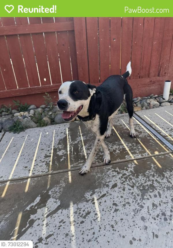 Reunited Male Dog last seen Prospector and Jebediah, Riverbank, CA 95367
