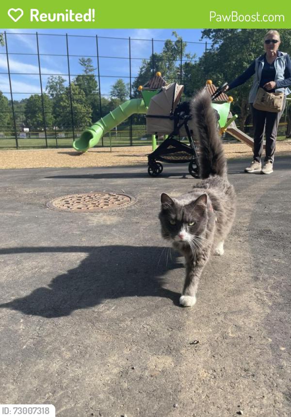 Reunited Unknown Cat last seen Weaver Park, Asheville, NC 28804