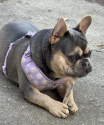 Lost Female Dog last seen Alberton road & E 249 St, Euclid, OH 44123