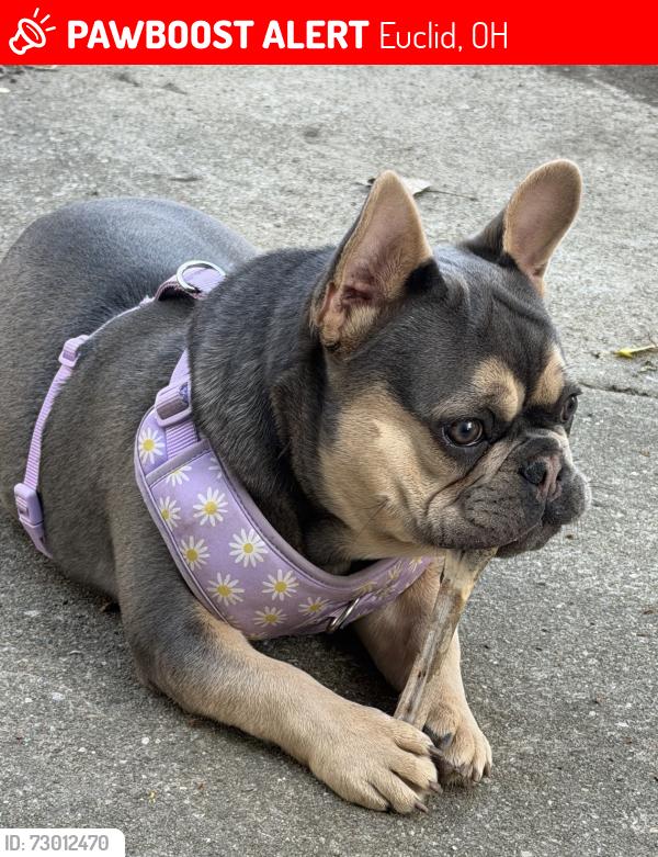 Lost Female Dog last seen Alberton road & E 249 St, Euclid, OH 44123