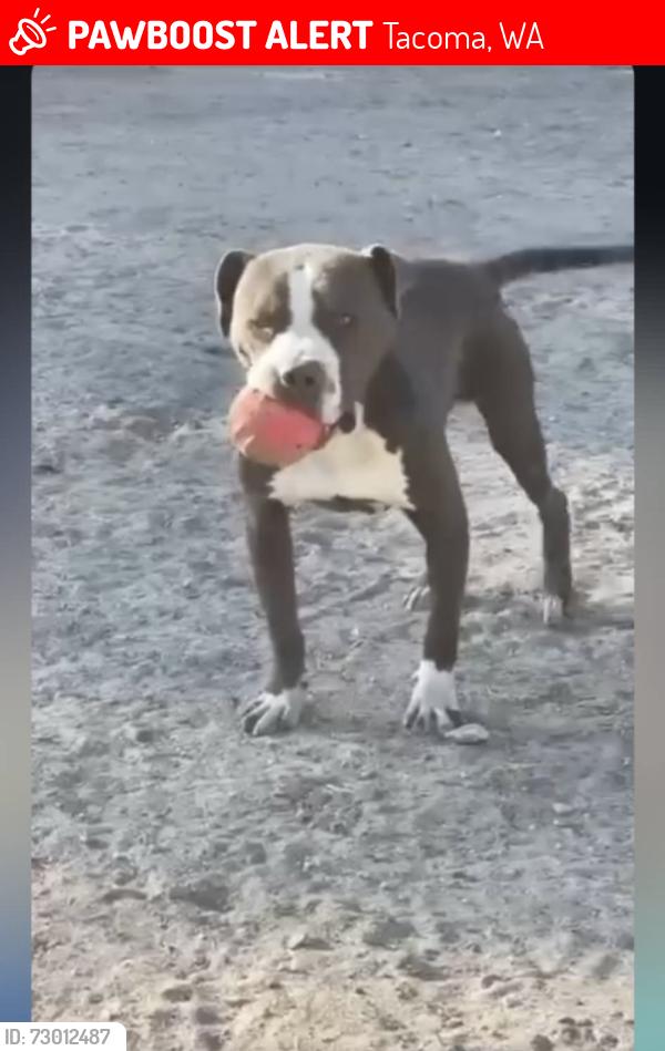Lost Male Dog last seen 11th and Brazil street , Tacoma, WA 98402
