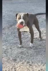 Lost Male Dog last seen 11th and Brazil street , Tacoma, WA 98402