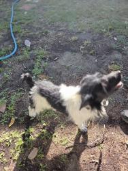Found/Stray Male Dog last seen Elaine and Excelsior , Norwalk, CA 90650