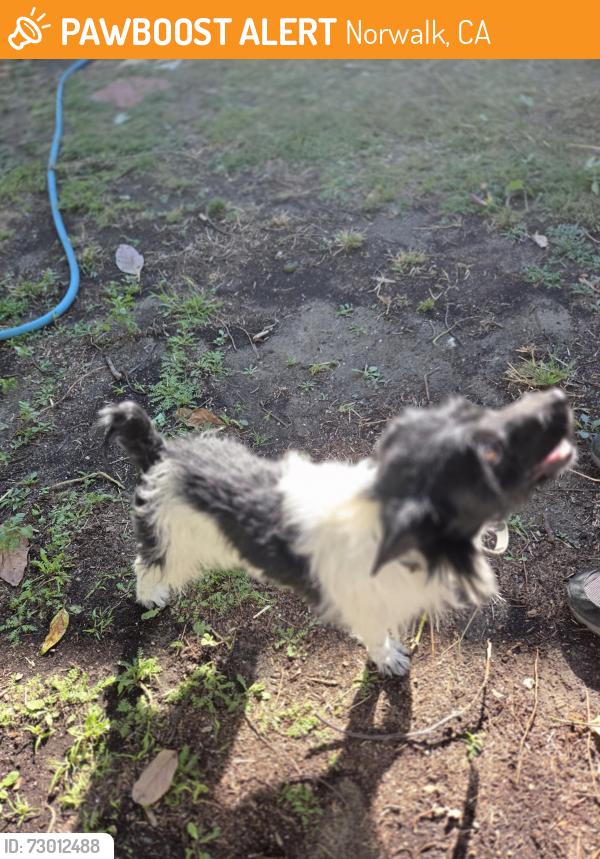 Found/Stray Male Dog last seen Elaine and Excelsior , Norwalk, CA 90650
