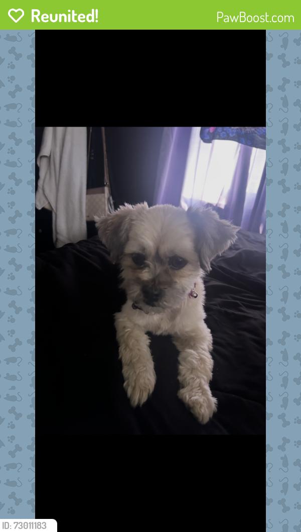 Reunited Female Dog last seen whittset and stag st, Los Angeles, CA 91606
