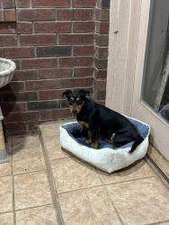 Found/Stray Female Dog last seen Sw 164th and Penn, Oklahoma City, OK 73170