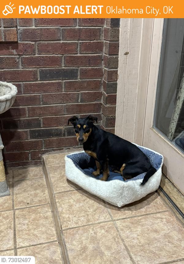 Found/Stray Female Dog last seen Sw 164th and Penn, Oklahoma City, OK 73170