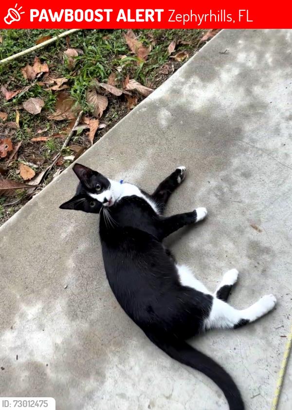 Lost Male Cat last seen Forbes Road , Near Otis Allen Rd , Zephyrhills, FL 33540