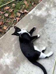 Lost Male Cat last seen Forbes Road , Near Otis Allen Rd , Zephyrhills, FL 33540
