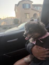 Reunited Female Dog last seen San Jacinto , San Jacinto, CA 92582