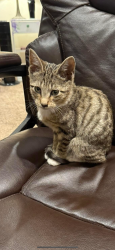 Lost Female Cat last seen Route 53 , Long Grove, IL 60047