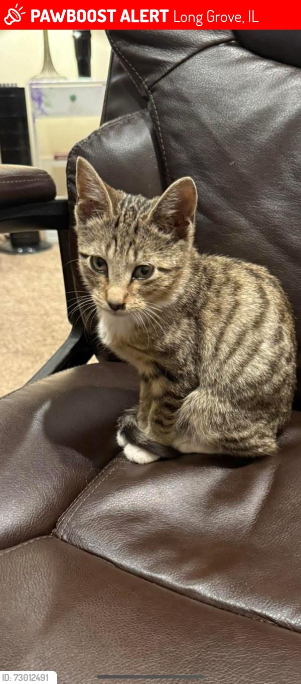 Lost Female Cat last seen Route 53 , Long Grove, IL 60047