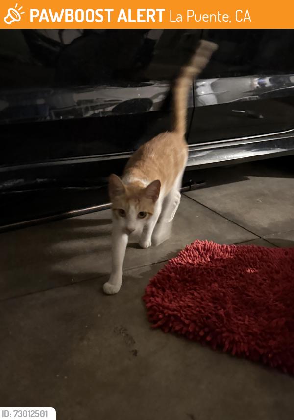 Found/Stray Unknown Cat last seen Hillcrest ests, La Puente, La Puente, CA 91744