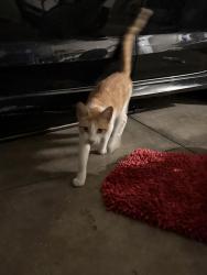 Found/Stray Unknown Cat last seen Hillcrest ests, La Puente, La Puente, CA 91744