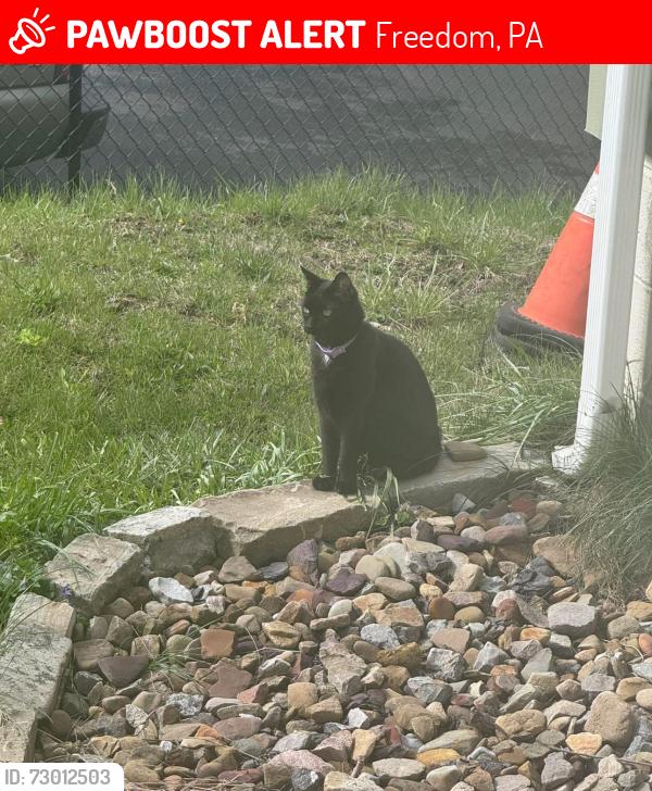 Lost Male Cat last seen Pine run market , Freedom, PA 15042