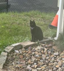 Lost Male Cat last seen Pine run market , Freedom, PA 15042