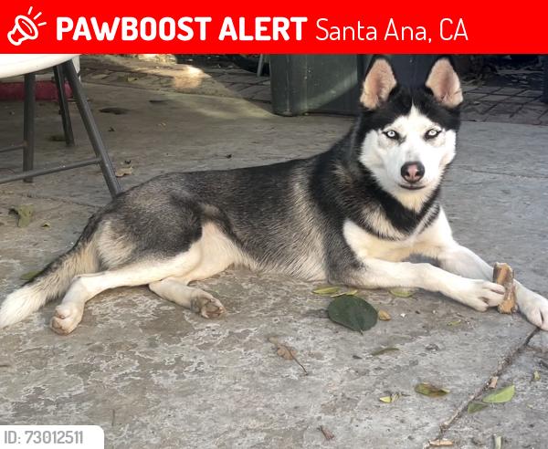 Lost Female Dog last seen w street andrew place & s sycamore street, Santa Ana, CA 92702