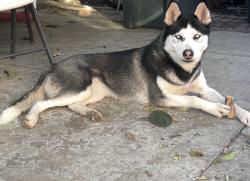 Lost Female Dog last seen w street andrew place & s sycamore street, Santa Ana, CA 92702