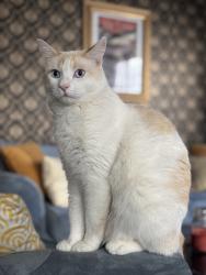 Lost Male Cat last seen Grand View and Centinela ( west) , Los Angeles, CA 90066