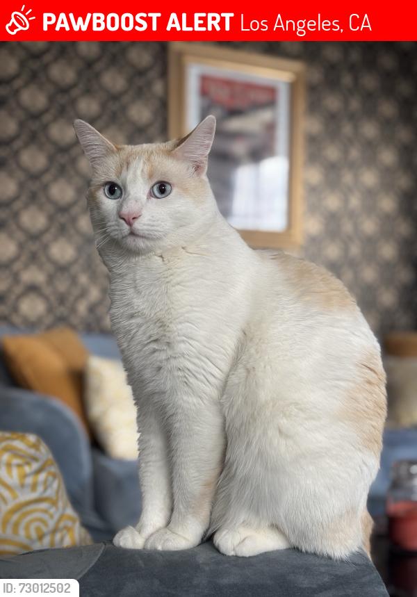Lost Male Cat last seen Grand View and Centinela ( west) , Los Angeles, CA 90066