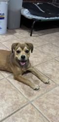 Found/Stray Female Dog last seen Sw 164th and Penn, Oklahoma City, OK 73170