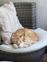 Lost Female Cat last seen Arrowhead Way & Bridgeview Way, Hayward, CA 94544