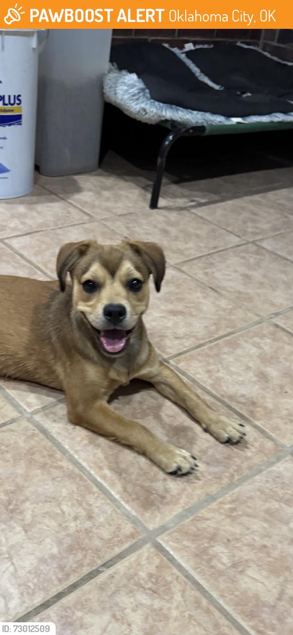 Found/Stray Female Dog last seen Sw 164th and Penn, Oklahoma City, OK 73170