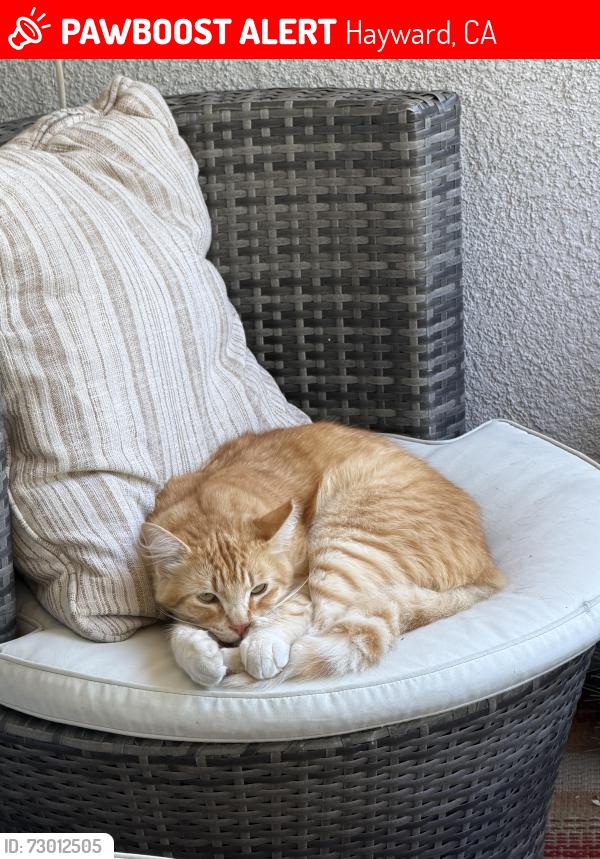 Lost Female Cat last seen Arrowhead Way & Bridgeview Way, Hayward, CA 94544