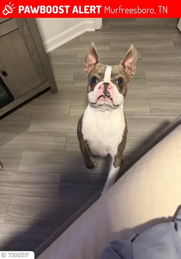 Lost Male Dog last seen Blackman Farm Subdivision / Blaze Dr, Murfreesboro, TN 37129