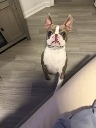 Lost Male Dog last seen Blackman Farm Subdivision / Blaze Dr, Murfreesboro, TN 37129