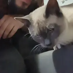 Lost Male Cat last seen The alley on S 43rd ST between S Cedar ST and S Junett Stt, Tacoma, WA 98409