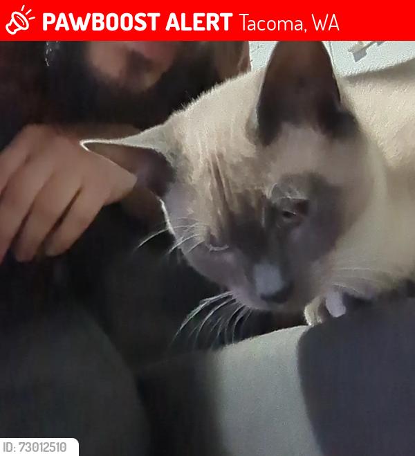 Lost Male Cat last seen The alley on S 43rd ST between S Cedar ST and S Junett Stt, Tacoma, WA 98409
