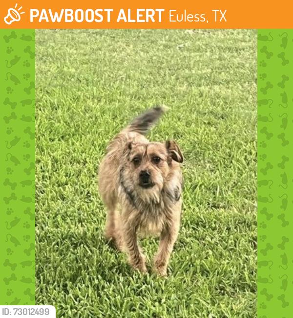 Surrendered Male Dog last seen Paula Ln. and Needles, Euless, TX 76039