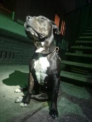 Reunited Female Dog last seen Bohemian park sacramento on wright, Arden-Arcade, CA 95821