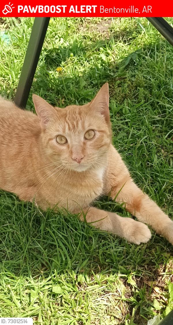 Lost Male Cat last seen Near sw pearl dr, Bentonville, AR 72712