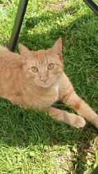 Lost Male Cat last seen Near sw pearl dr, Bentonville, AR 72712