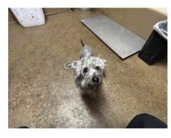 Lost Female Dog last seen Spring valley , Spring Valley, CA 91977