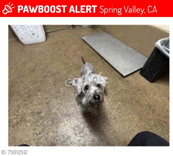 Lost Female Dog last seen Spring valley , Spring Valley, CA 91977