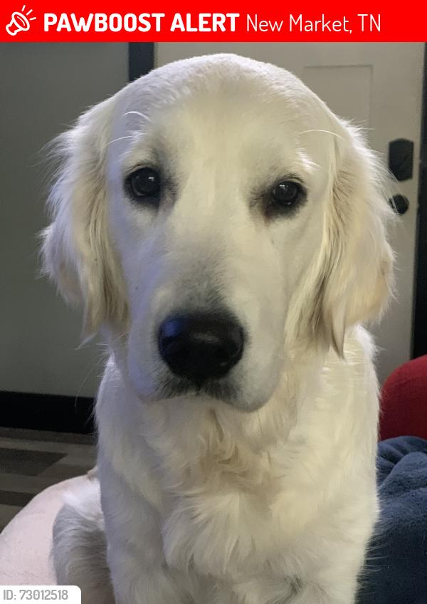 Lost Female Dog last seen Near Baldwins View Drive, New Market, TN 37820