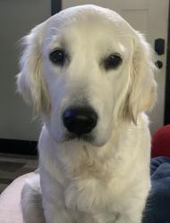 Lost Female Dog last seen Near Baldwins View Drive, New Market, TN 37820
