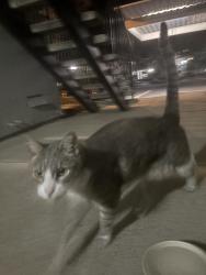 Reunited Male Cat last seen Altura cndmniums , Folsom, CA 95630